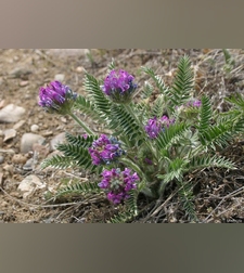 Эликсир иммунный № 1