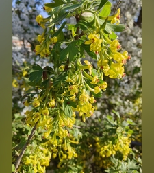 Эликсир иммунный № 6