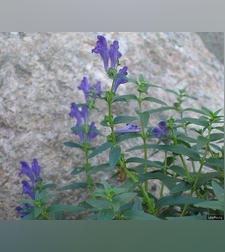 Эликсир иммунный № 3