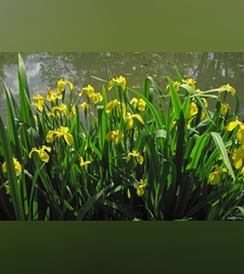 Эликсир иммунный № 4