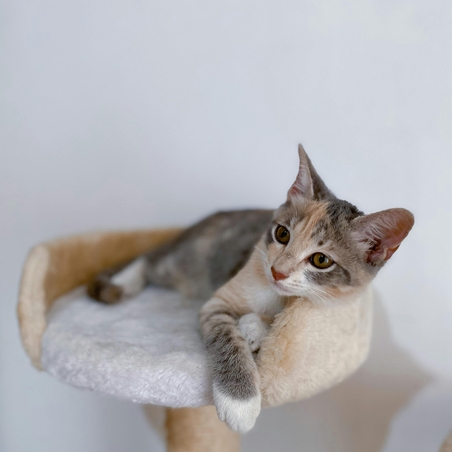Защо котката ви се нуждае от катерушка -  основните ползи