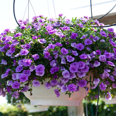 Как да се грижим за петунии, за да цъфтят цяло лято