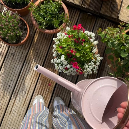 Как да поливаме цветята правилно в жегите