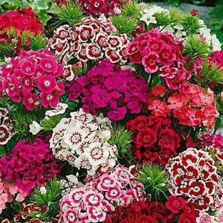 Карамфил в козметиката - ползи