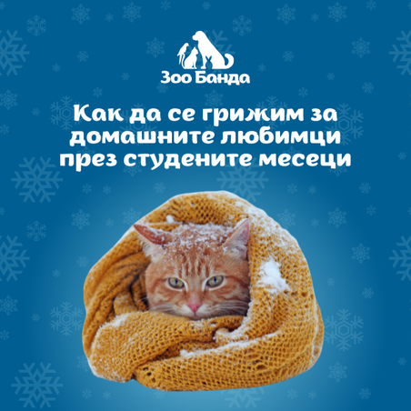 Как да се грижим за домашните любимци през студените месеци