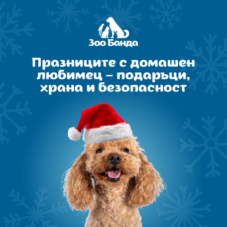 Празниците с домашен любимец – подаръци, храна и безопасност