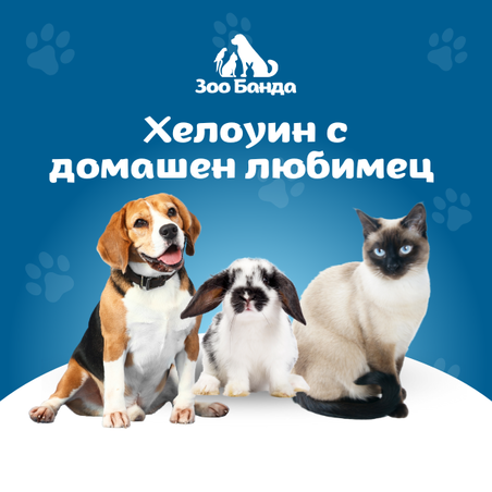 Хелоуин с домашен любимец – безопасно забавление