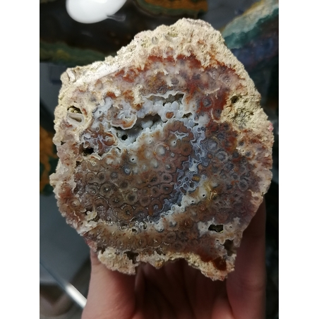 Български Коралит