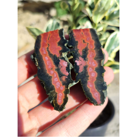 Чифт Орбикулярни Ясписи