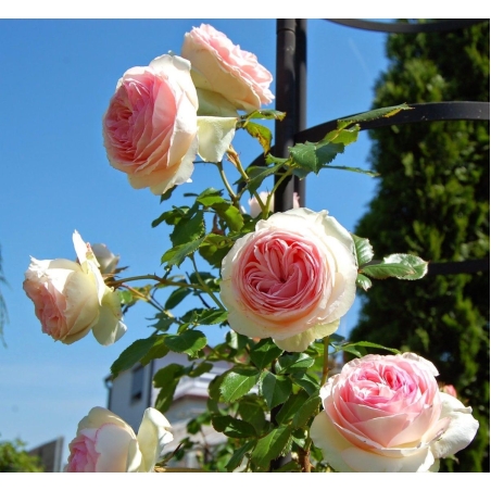 EDEN ROSE® Meiviolin/ GPT. EDEN ROSE Pierre De Ronsard ®