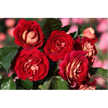 BOLSHOI® Meizuzes