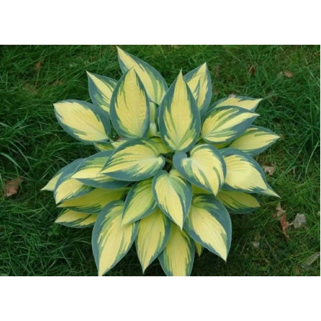 Хоста /Hosta/ - Hosta Remember Me