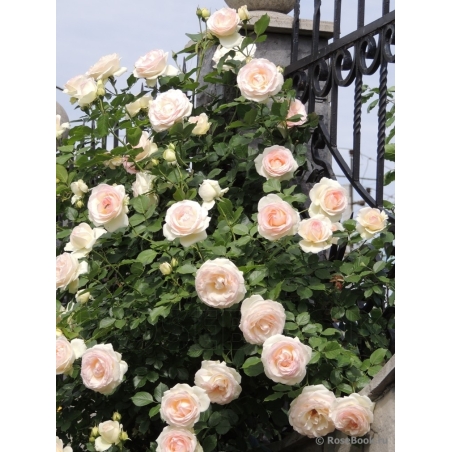 Palais Royal - White Eden Rose®