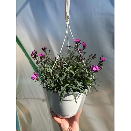 Каскаден ароматен карамфил - кошници