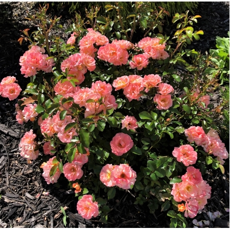 Peach DRIFT® Meiggili