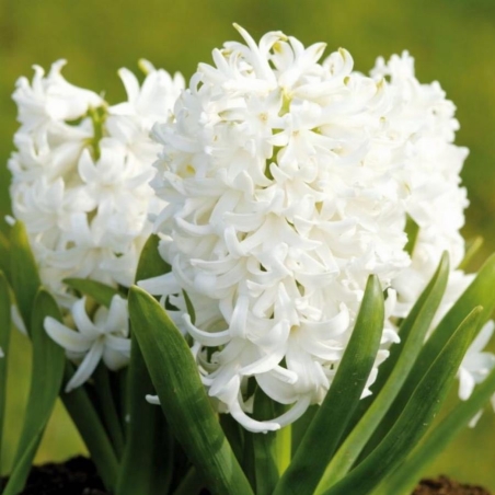Зюмбюл White Pearl