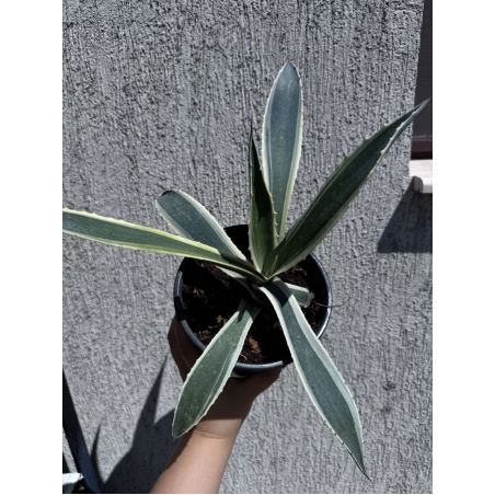 Столетник (Agave americana 'Variegata')