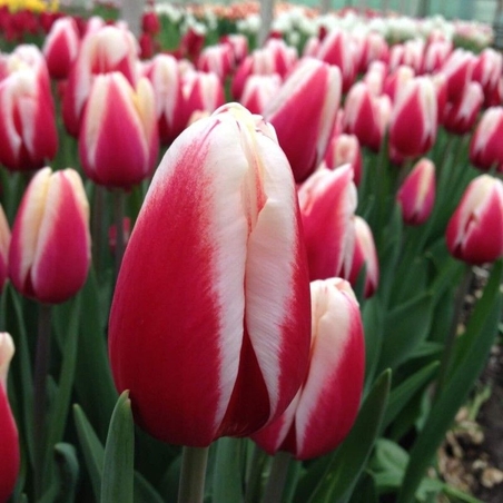 Лале Timeless в саксия - тройно