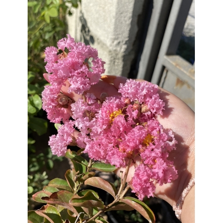 Индийски люляк - Lagerstroemia indica