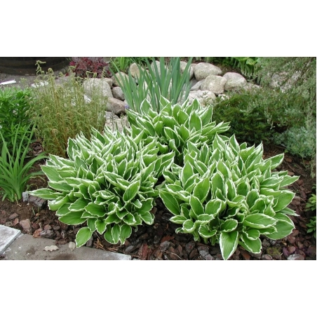 Хоста /Hosta/ - Hosta Albomarginata