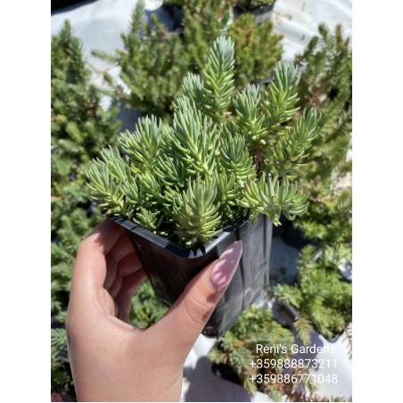Седум рефлексум (Sedum reflexum)