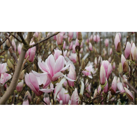 Магнолия Soulangeana (Magnolia × soulangeana)