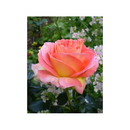 ELLE® Meibderos