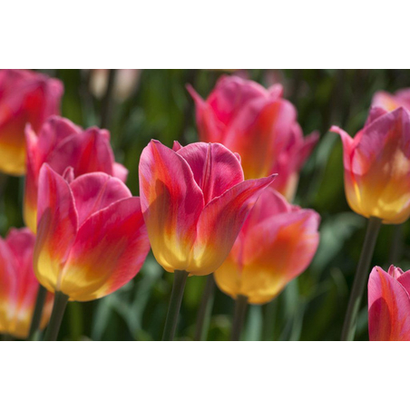 Лале Tom Pouce в саксия - единично