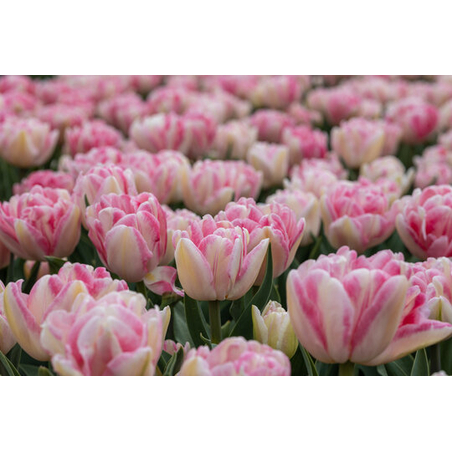 Лале Foxtrot в саксия - единично