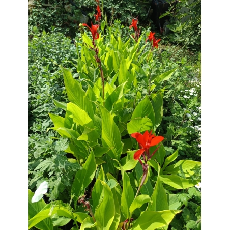 Кана индика (Canna Indica)
