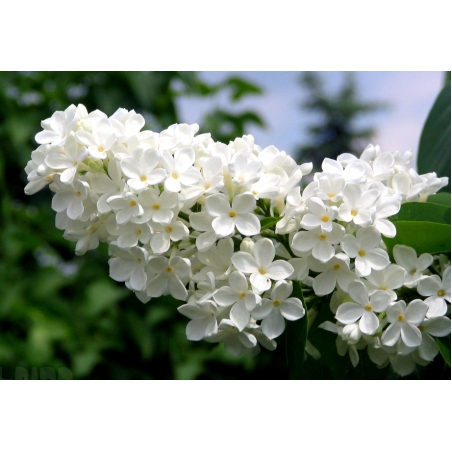 Люляк (Syringa)