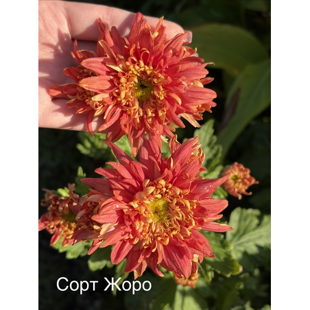 Бългрски хризантеми - различни сортове