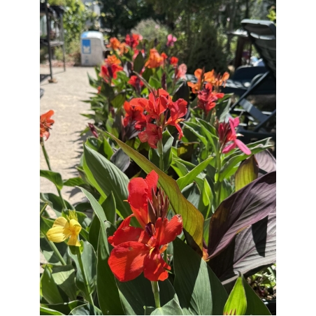 Кана / Canna CANNOVA