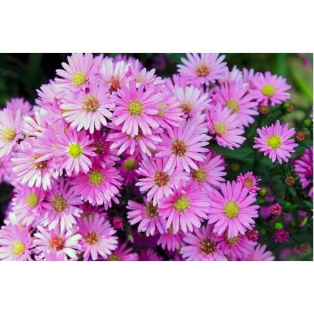 Алпийска астра /Aster alpinus/ - Pink