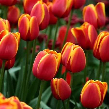 Лале Andre Citroen в саксия - единично