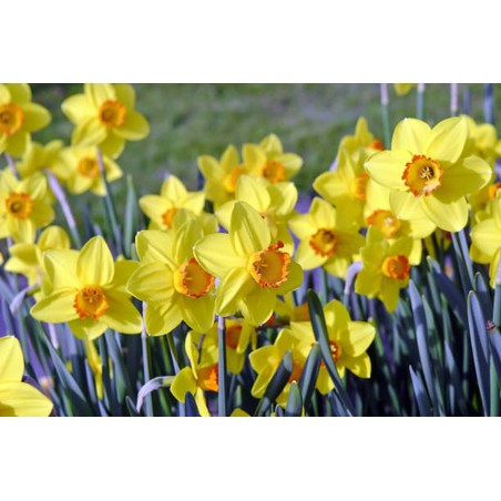 Нарцис Pinza в саксия