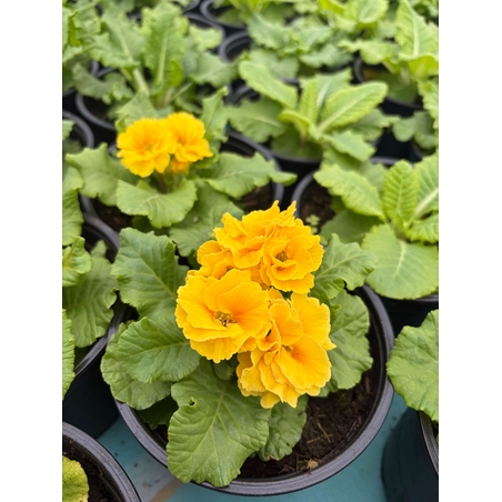 Кичеста иглика, тип розичка