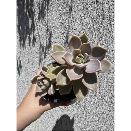 Сукулент Graptopetalum paraguayense - голям