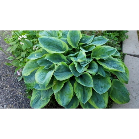 Хоста /Hosta/ - Christmas Tree