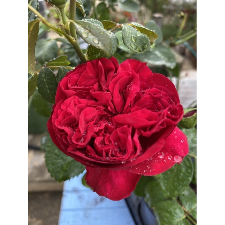 Gpt Red Eden Rose® (Eric Tabarly®)