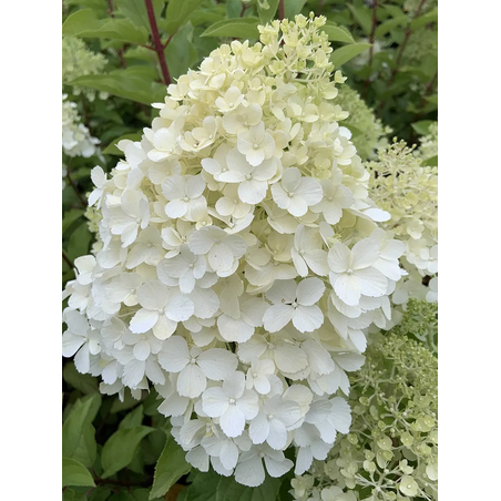 Хортензия метличеста „Полярна мечка“ - Hydrangea paniculata 'Polar Bear'