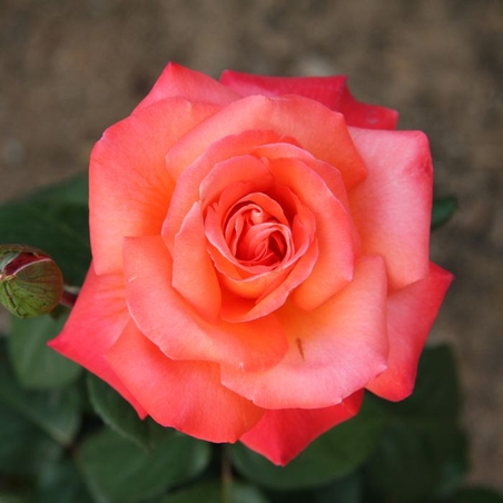 CHRISTOPHE COLOMB® Meironsse