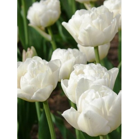 Лале White Heart в саксия - единично