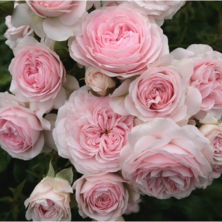 Larissa® rose