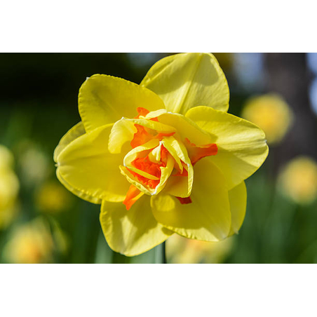 Нарцис Tahiti в саксия