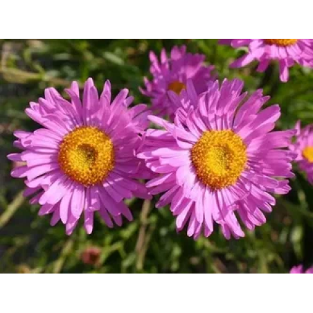 Алпийска астра /Aster alpinus/ - Happy end pink