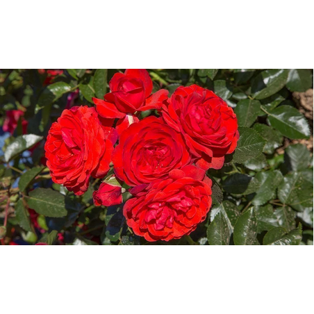 Scarlet BONICA® Meiscarlebo