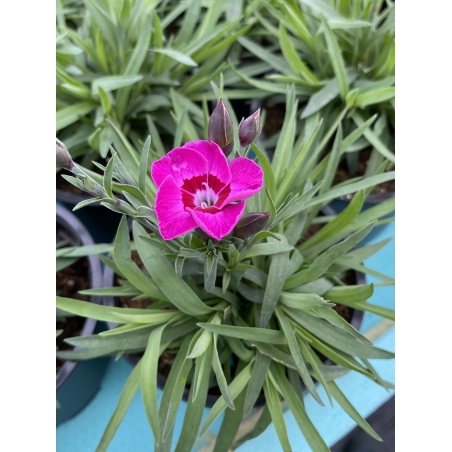 Каскаден ароматен карамфил