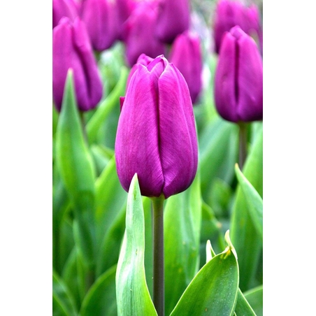 Лале Purple Prince в саксия - единично