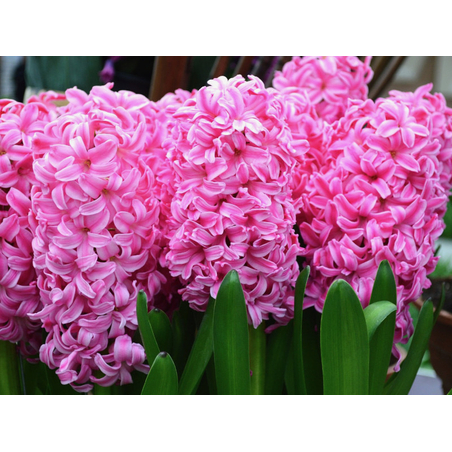 Зюмбюл Pink Pearl в саксия - единичен